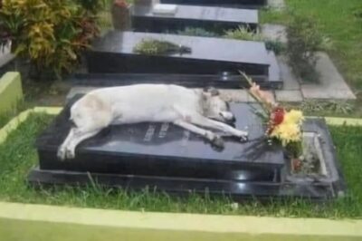 Durante seis años, un perro llamado Capitán durmió cada noche sobre la tumba de su dueño.