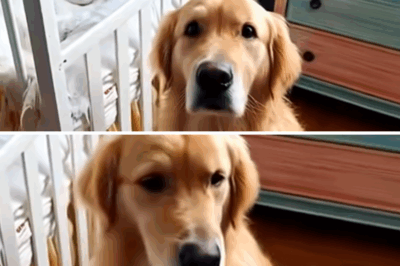 Casi Damos a Nuestro Perro por Ladrar a la Niñera—Hasta que las Cámaras Revelaron la Verdad