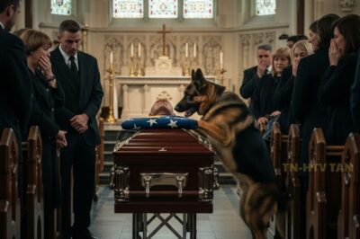 En el funeral, un perro saltó sobre el cuerpo del veterano — lo que ocurrió a continuación dejó a todos en lágrimas…
