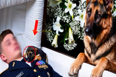 El Perro Ladraba Sin Parar en el Funeral… ¡Hasta Que Alguien Abrió el Ataúd!