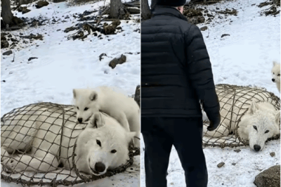 ¡Increíble! Ella cayó en una trampa mortal, pero su valiente cachorro encontró ayuda de la forma más inesperada. 😱🐾 ¡Descubre esta conmovedora historia!