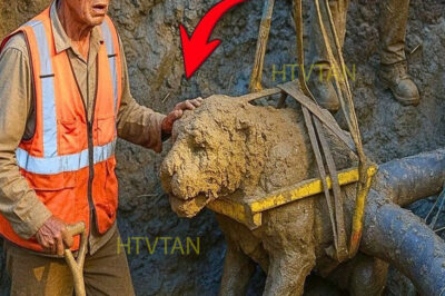 Un Granjero En Yucatán Estaba Cavando Su Campo Y Encontró Algo Escondido Que Sorprendió A Todos…
