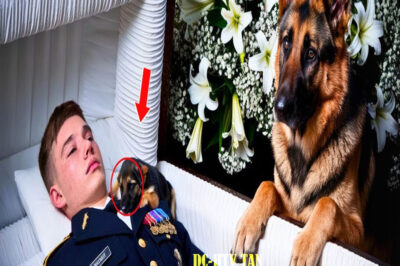 El Perro Ladraba Sin Parar en el Funeral… ¡Hasta Que Alguien Abrió el Ataúd!…