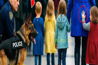Una niña le dio una señal a un perro policía. Lo que hizo el perro después sorprendió a todos…