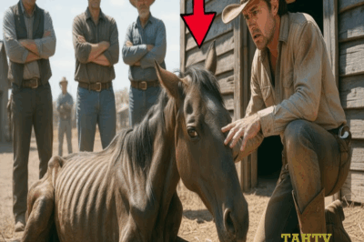 Se Burlaron de Él por Adoptar un Caballo Moribundo… Pero lo Que Pasó al Amanecer Conmovió a Todos