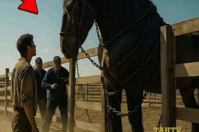 Nadie Quería Comprar el Caballo Gigante Salvaje — Hasta que un Veterano Encontró su Alma