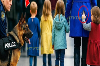Una niña le dio una señal a un perro policía. Lo que hizo el perro después sorprendió a todos…