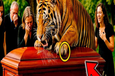 Todos Lloraban en El Funeral… Hasta Que Apareció Un Tigre Y Ocurrió Algo Inexplicable