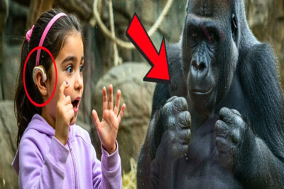 Una NIÑA SORDA ve a un gorila señando AYUDA… lo que descubrió IMPACTÓ a todos