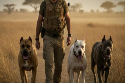 Un Padre Desató 3 Bestias de Guerra Para Encontrar a Su Hija Perdida en la Sabana