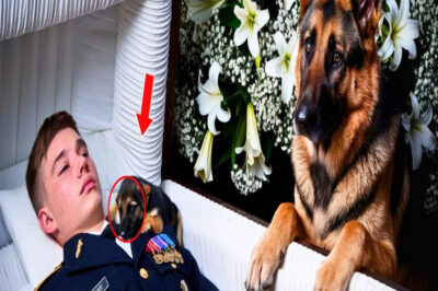 El Perro Ladraba Sin Parar en el Funeral… ¡Hasta Que Alguien Abrió el Ataúd!