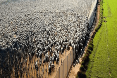 Australia Construyó Miles De Kilómetros De Cercas, 10 Años Después ¡Todos Quedaron Impactados!