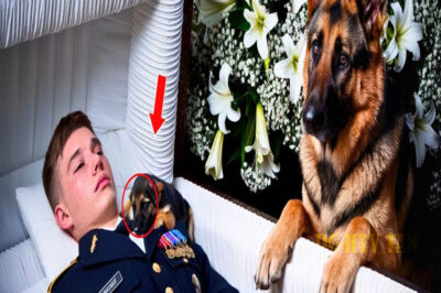 El Perro Ladraba Sin Parar en el Funeral… ¡Hasta Que Alguien Abrió el Ataúd!…