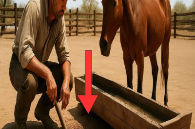 El ranchero notó que su caballo rechazaba el agua… hasta que cavó bajo el abrevadero…