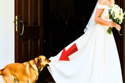 Su Perro la DETUVO Justo Antes de Entrar a la Iglesia… Lo Que Pasó Después Dejó a TODOS en SHOCK…