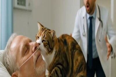 GATO CALLEJERO INVADE LA HABITACIÓN DEL BILLONARIO EN COMA… Y OCURRE UN MILAGRO