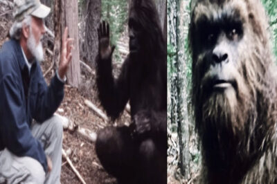 Ocultó un Bigfoot Vivo 40 Años, Los Federales lo Descubrieron. Lo Que Pasó… – Historia Sasquatch