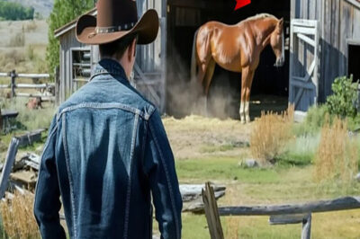 Un Hombre Compró Un Rancho Por $1… Hasta Que El Caballo Que Vivía Allí Le Cambió La Vida.