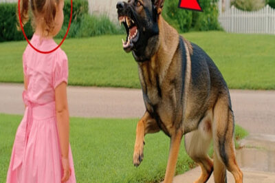 Nadie podía domar a este agresivo pastor alemán… hasta que una niña lo hizo.