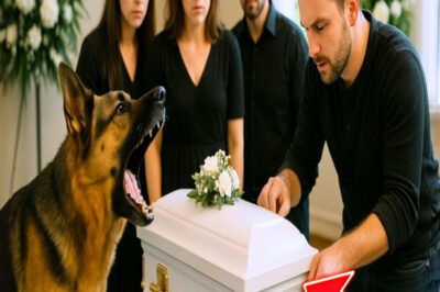 PASTOR ALEMÁN NO DEJABA DE LADRAR EN EL VELORIO DEL BEBÉ… CUANDO ABRIERON EL ATAÚD, ¡DESCUBRIERON…