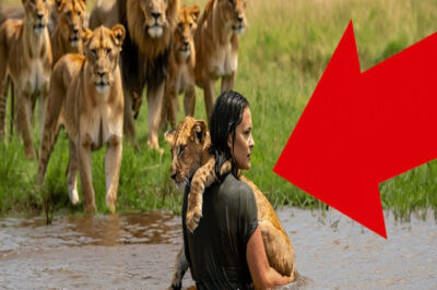 Salvó a un cachorro de león y quedó RODEADA por la manada… lo que hicieron TE VA A DEJAR HELADO!