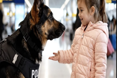 «¿También estás perdido?» Una niña pregunta a un perro policía solo; lo que hizo después te marcará
