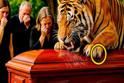 Todos Lloraban en El Funeral… Hasta Que Apareció Un Tigre Y Ocurrió Algo Inexplicable…