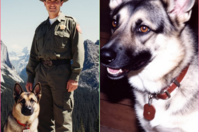 Guardabosques desaparece en Yosemite en 1991 — 14 años después, su perro regresa solo.  